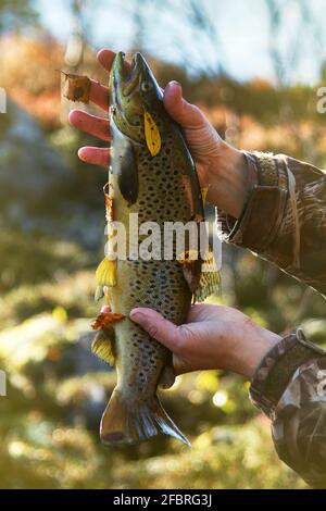 Trout with fishing spoon in mouth lying on a grass in outdoors