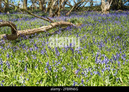 Beautiful bluebells in bloom on forest floor in Frogmore Meadows, Hertfordshire, England United Kingdom UK Stock Photo