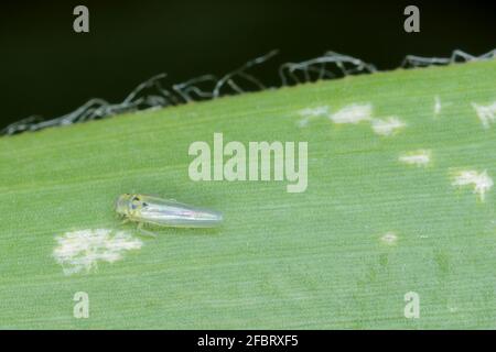 Maize leafhopper (Zyginidia scutellaris) pest of corn crop. Insect on winter cereal. Stock Photo