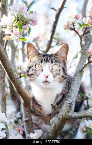 A female short-haired tabby cat (Felis catus) sitting on a blossoming apple tree (Malus domestica) Stock Photo