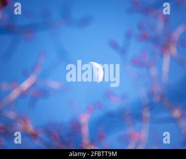 The Moon visible through a blooming tree in Spring time. Stock Photo