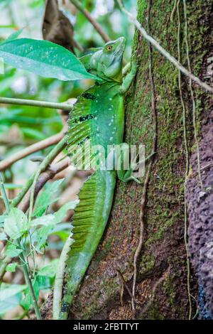 Plumed basilisk Basiliscus plumifrons , also called a green basilisk in a forest near La Fortuna, Costa Rica