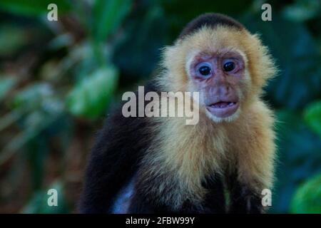 White-headed capuchin monkey Cebus capucinus in National Park Manuel Antonio, Costa Rica Stock Photo