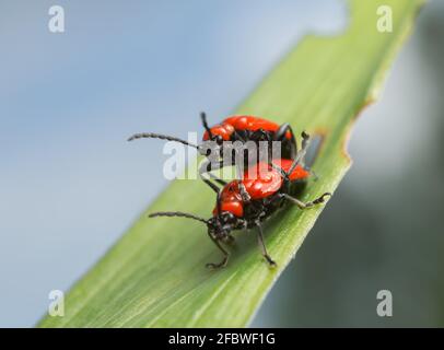 Mating scarlet lily beetles, Lilioceris lilii on lily leaf Stock Photo
