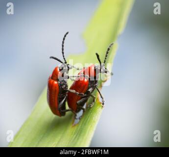 Mating scarlet lily beetles, Lilioceris lilii on lily leaf Stock Photo