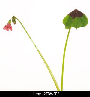 Iron cross, Oxalis tetraphylla, flower and leaf isolated on white background Stock Photo