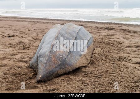 Empty shell of a dead Leatherback sea turtle Dermochelys coriacea at a beach in Tortuguero National Park, Costa Rica Stock Photo