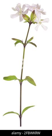 Blooming common soapwort, Saponaria officinalis isolated on white background Stock Photo