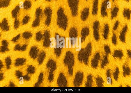 Wallpaper with abstract leopard pattern, seamless wild animals background. Stock Photo