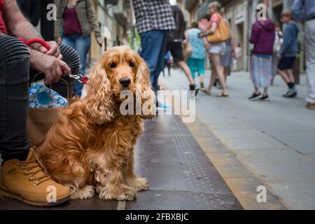 elderly man holds an English cocker spaniel on leash while sitting on street Stock Photo