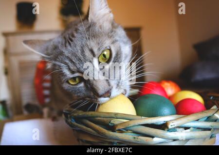 Gray cat eating Easter eggs Stock Photo