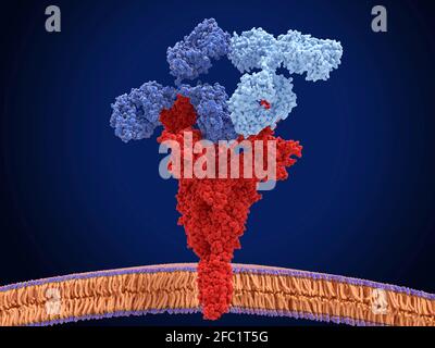 Antibody cocktail binding to coronavirus, illustration Stock Photo