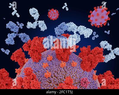 Antibody cocktail binding to coronavirus, illustration Stock Photo