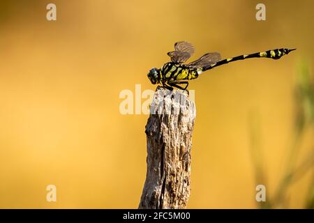 Tiger dragonfly sitting on top of an upright stick Stock Photo