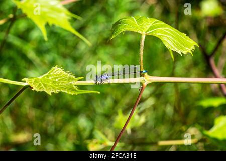 Small blue dragonfly on green grape leaves background in spring season. Stock Photo