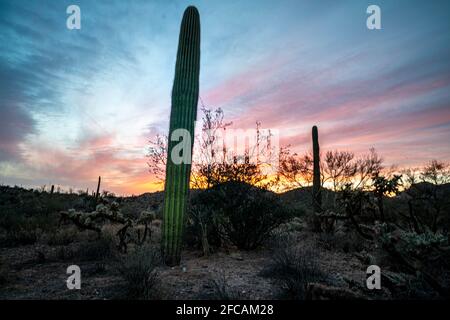 Saguaro Cactus in the early evening at sunset Stock Photo