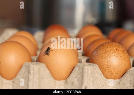 Brown eggs in paper trays For cooking There are flies in the eggs. Stock Photo