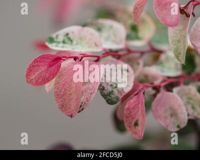 Glorious pink, red and green and white speckled leaves of the ornamental Snow Bush or Breynia disticha on a soft grey blurred background, macro Stock Photo