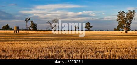 Wide sweeping wheat paddock in late afternoon Stock Photo