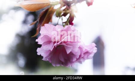 Close-up sakura flower on defocused urban background. Delicately pink terry cherry flowers Stock Photo