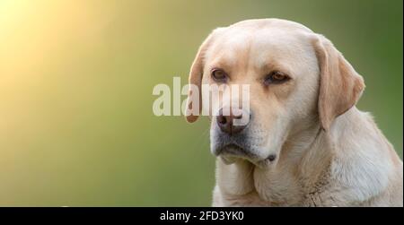 Sad labrador retriever on a green blurred background. Bright sun and copy space to insert text Stock Photo