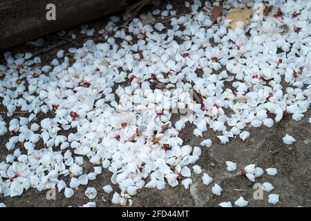 Falling apricot flowers in spring Apricot blossom. Stock Photo