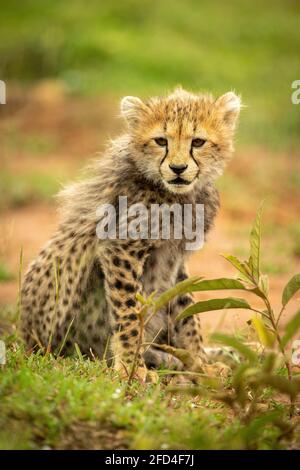 Cheetah cub sits lowering head in grass Stock Photo