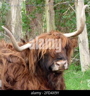 Portrait of a cow, a Scottish Highlander Stock Photo