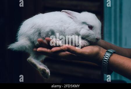 Cute white bunny rabbit resting on the warm of the women's hand. Stock Photo