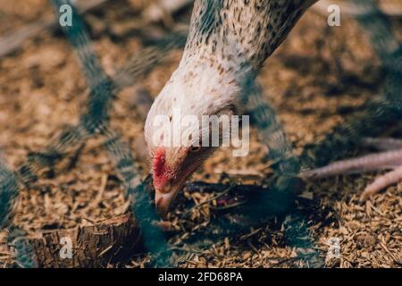 Free-range hen pecking the ground searching for yummy worms view through a net, shining yellowish eyes and head close up photograph, Stock Photo