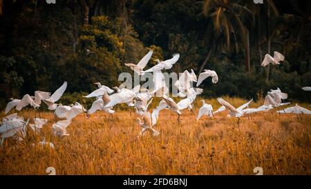A flock of egret birds taking off in a paddy field landscape photograph. beautiful scenery on the tropical island of Sri Lanka. Stock Photo