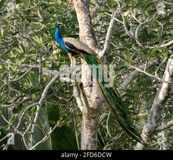 Long feathered male peacock perched on a tree facing the warmth of the morning sunlight. Stock Photo