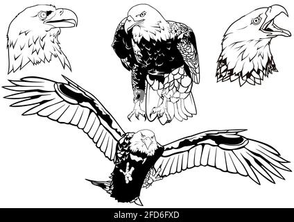 Black and White Set of Wild Bald Eagle Stock Vector