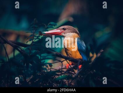 Stork-billed kingfisher perched on a bush branch, relaxed and watchful awareness at the same time. close up bird portraiture. Stock Photo