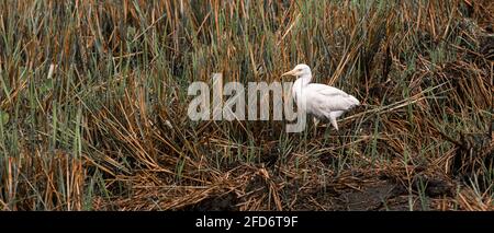 Great white egret calmly walking and watchful at the harvested paddy field in the warmth of the morning sun. the beauty of nature and wildlife. Stock Photo