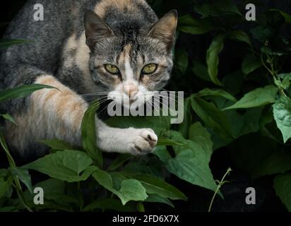 Cat ready to jump at any time, focused eyes looking front with serious facial expression. Stock Photo