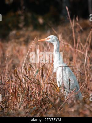White egret bird takes a walk through long grass field in the morning. Stock Photo