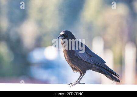 A crow standing on white copy space Stock Photo