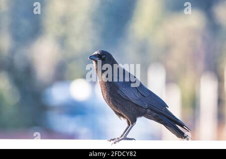 A crow standing on white copy space Stock Photo