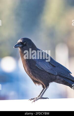 A crow standing on white copy space Stock Photo