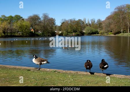 Canada Geese at Moseley New Pool in spring, Swanshurst Park, Moseley, Birmingham, England, UK Stock Photo