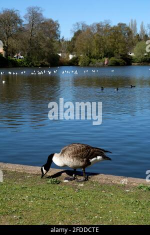 A Canada Goose at Moseley New Pool, Swanshurst Park, Moseley, Birmingham, England, UK Stock Photo