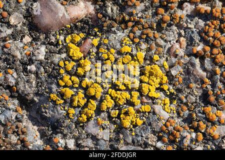 Candelariella vitellina lichen Stock Photo