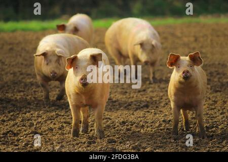 Pig farm in East Devon Stock Photo