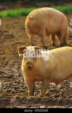 Pig farm in East Devon Stock Photo