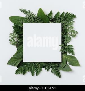 Creative mockup with green leaves with a sheet of paper for text - Invitation or banner for message -Trendy social mockup or wallpaper - Frame with gr Stock Photo