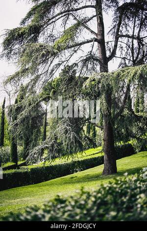 Majestic cedar in a park on the outskirts of barcelona, spain Stock Photo