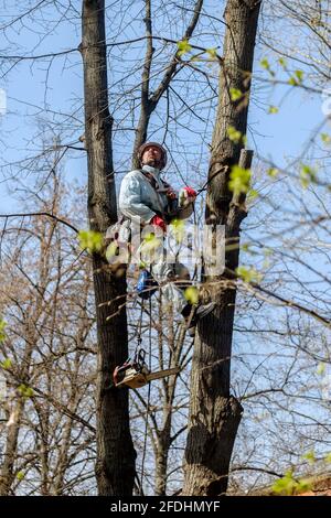 Moscow. Russia. April 17, 2021. A worker in a helmet on ropes climbs up a tree to trim branches. Rejuvenation of trees. The work of city utilities