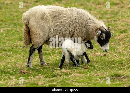 Swaledale lambs suckling from ewe in heavy snow, Yorkshire Dales ...