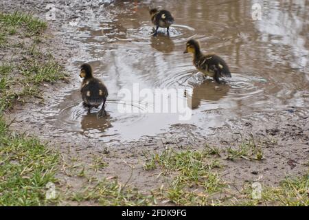 Mallard offspring playing in a pool of water Stock Photo